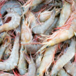 clean-shrimp-gog-1-1200